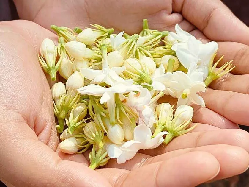 jasmine farming