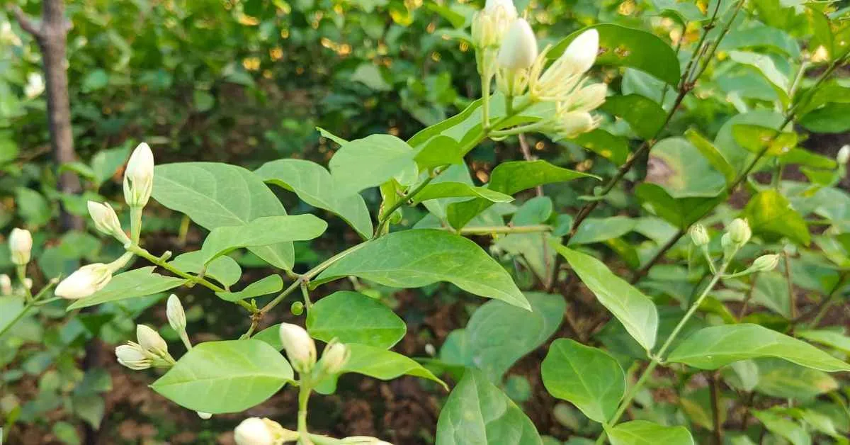 Jasmine farming