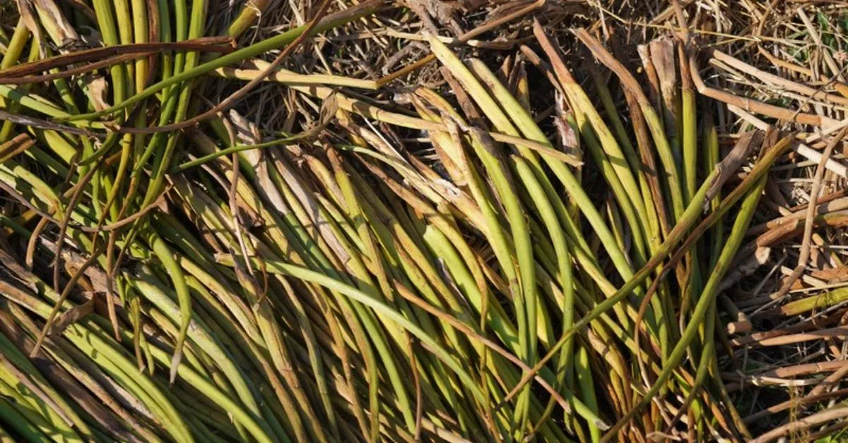Water hyacinth is harvested from wetlands across Assam, including Pub Mongoldoi and Deepor Beel, and used as the sole raw material in KKPL’s paper.