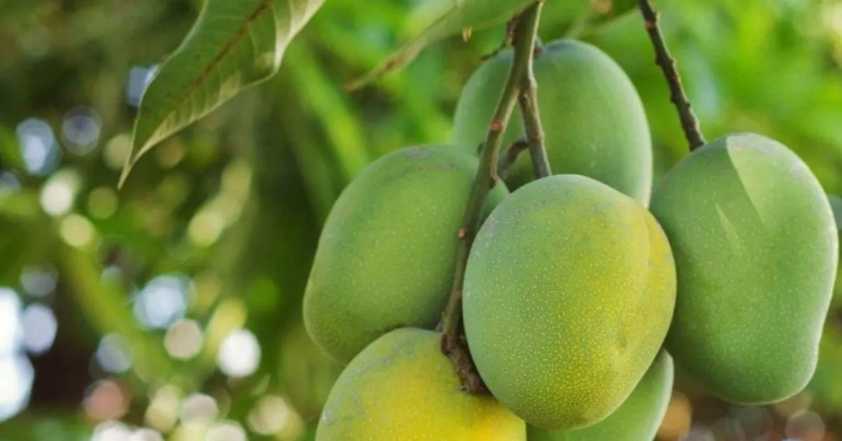 Raspuri mangoes are popular for their sweet and aromatic flavour. Picture Courtesy: Greeny Bamboo Nursery