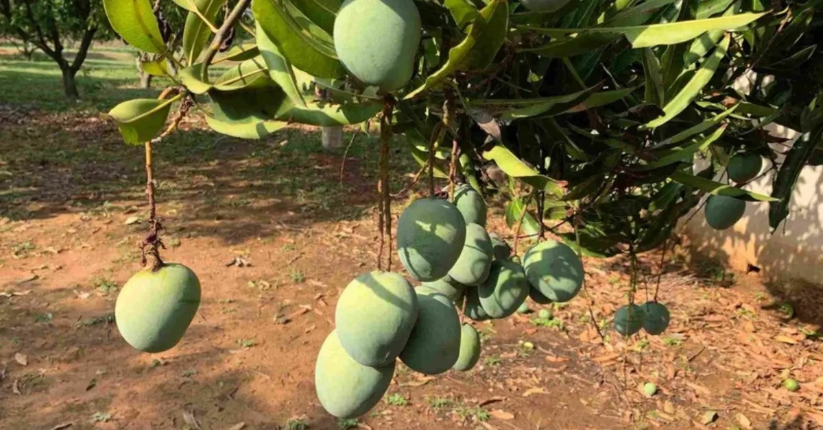 Neelum mangoes are prized for their tangy-sweet taste and non-fibrous texture. Picture Courtesy: Sooper Mango