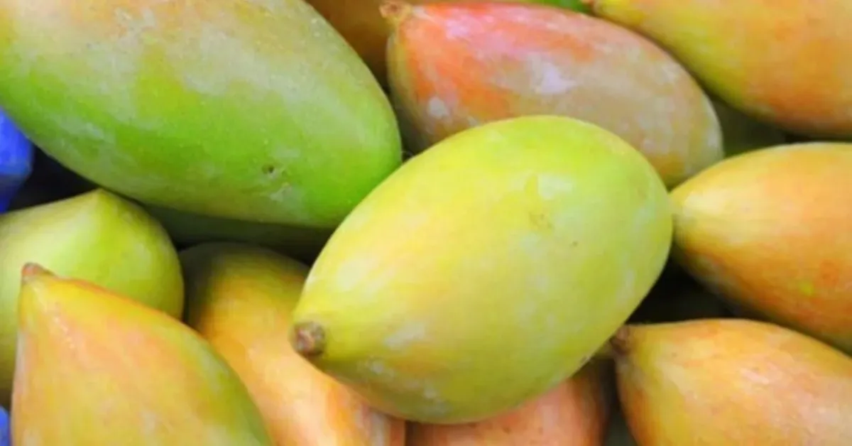 Totapuri mangoes are popular because you can make aamras and juices. Picture Courtesy: Pluckk