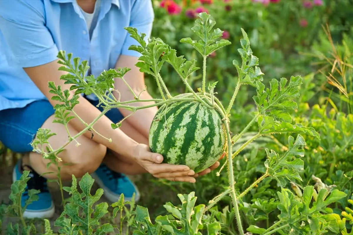 You can use organic treatments like neem oil or insecticidal soap to deter pests
