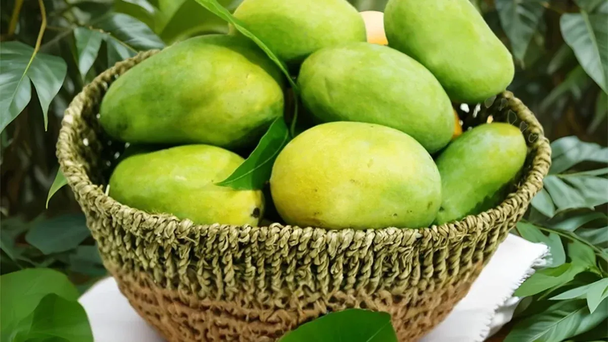 Langra mango is oval, with a light green skin that stays unchanged even when ripe