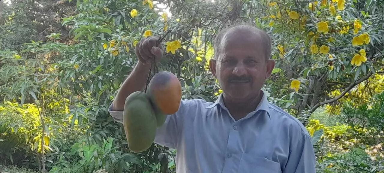A few varieties on the mango tree, include Alphonso, Langra, Kesar, Dasheri, and Chaunsa