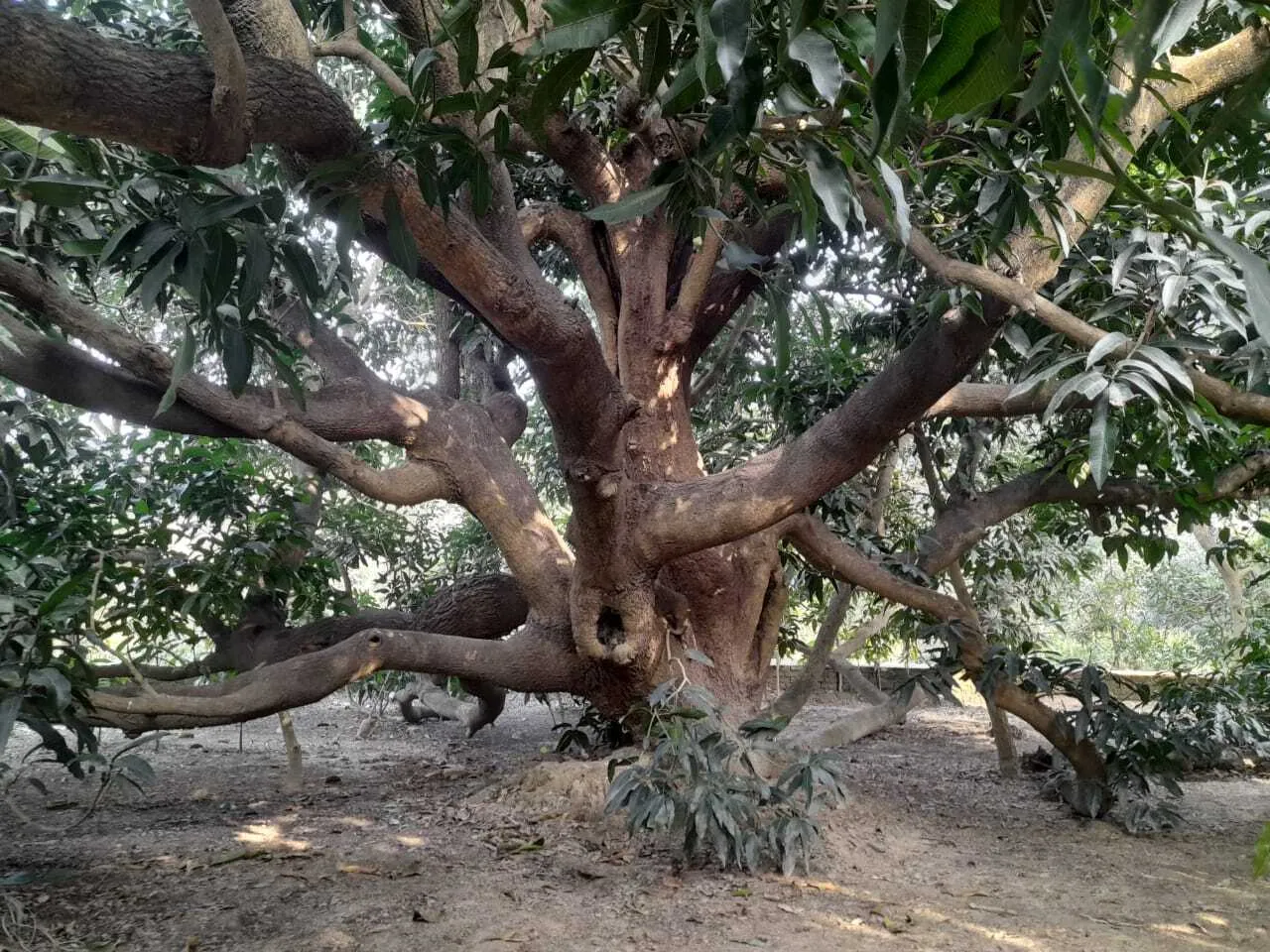 Kalimullah Khan has created a mango tree that bears 350 varieties of mangoes