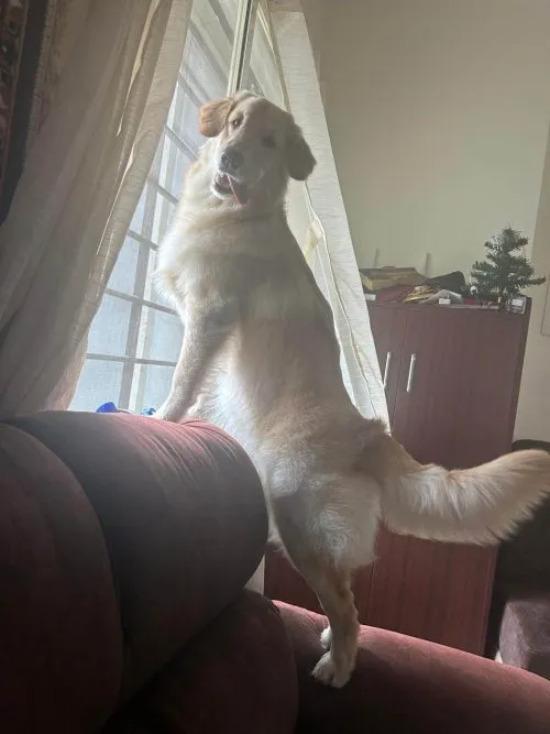 pet care in summers