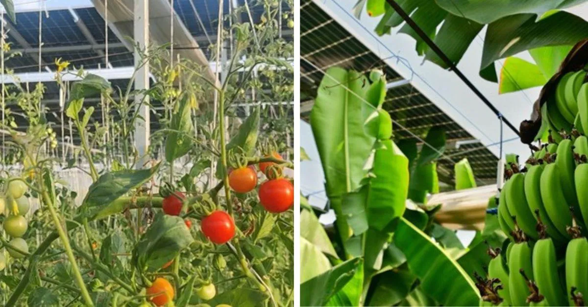 Horticulture crops grow well in agrivoltaic setups as the crops can borrow support from the structure 