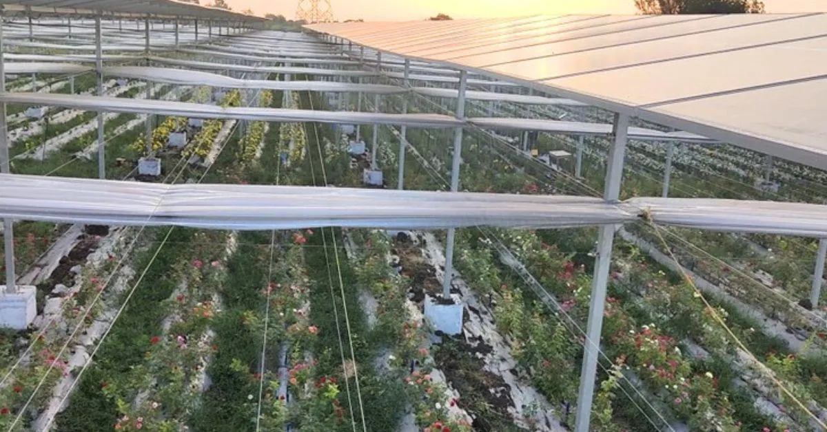 The agrivoltaics set up in Parbhani involves crops being grown under elevated solar panels in order to maximise the potential of the land