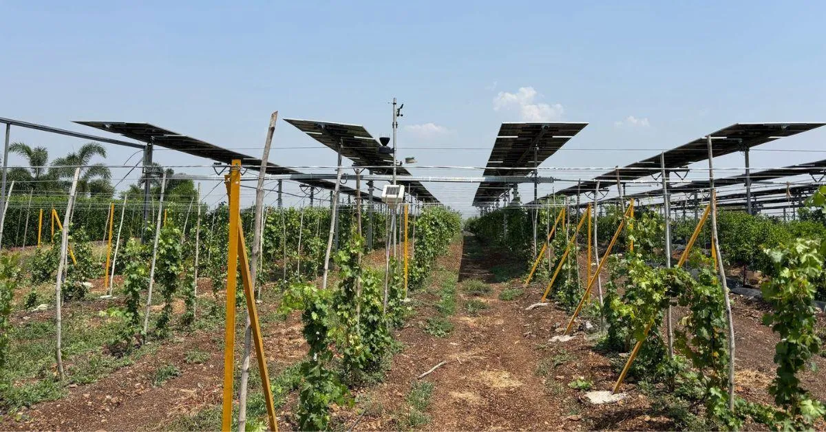 The agrivoltaic pilot project in Nashik by Sahyadri Farms is exploring the potential of  this new medium of blending agriculture with solar power 