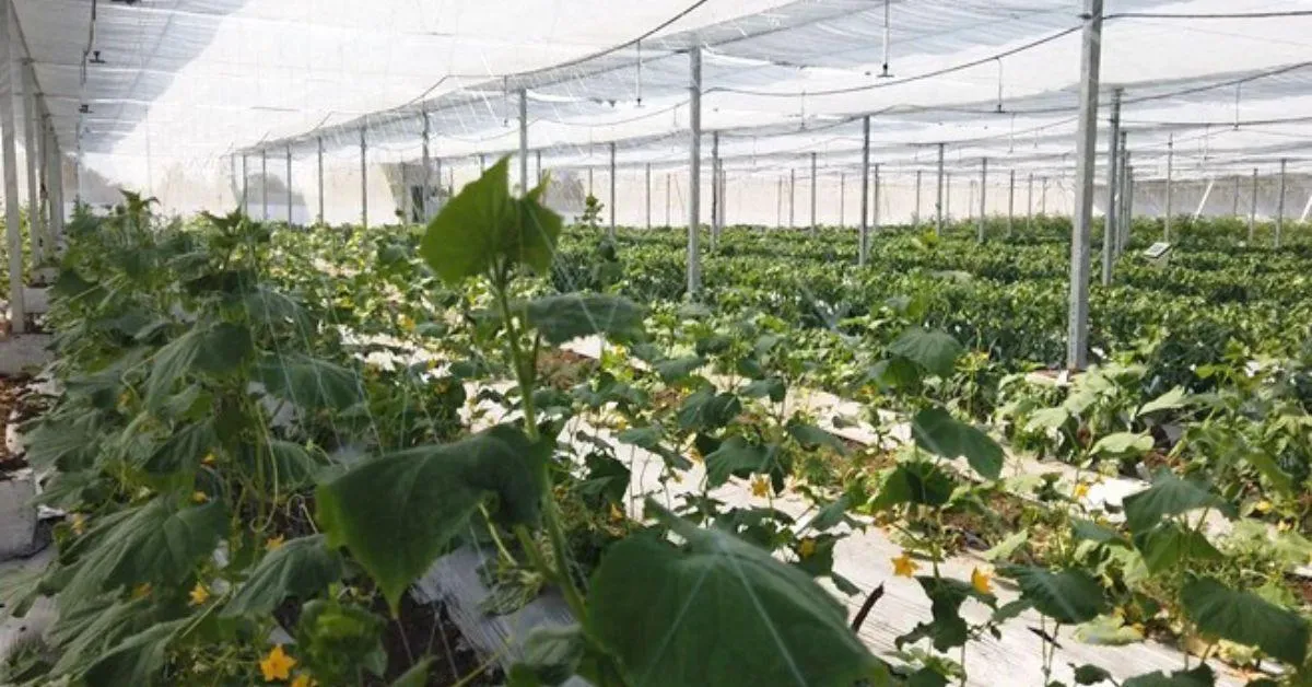 Farmers can earn more by leasing out their land to organisations interested in venturing into agrivoltaics, Picture source: Vivek Saraf