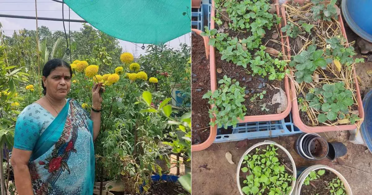 Neeraja developed a deep passion for caring for the plants, nurturing them as if they were her own children.