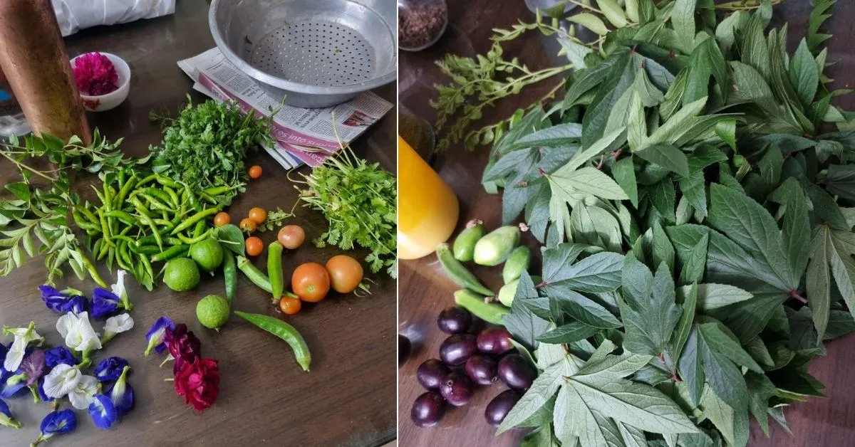 The couple grows tomatoes, coriander, mint, spring onions, garlic, drumsticks, and much more.