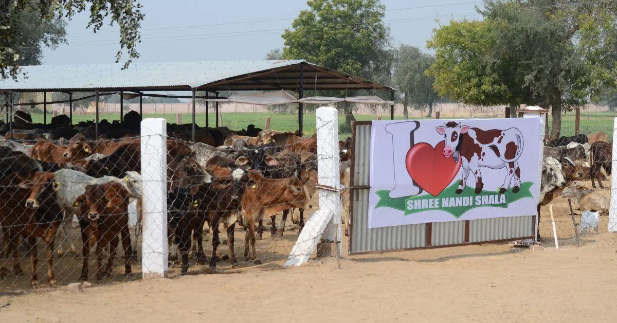 Located in Bikaner of Rajasthan, the 50-acre sanctuary is dedicated to the care of abandoned and injured bulls.