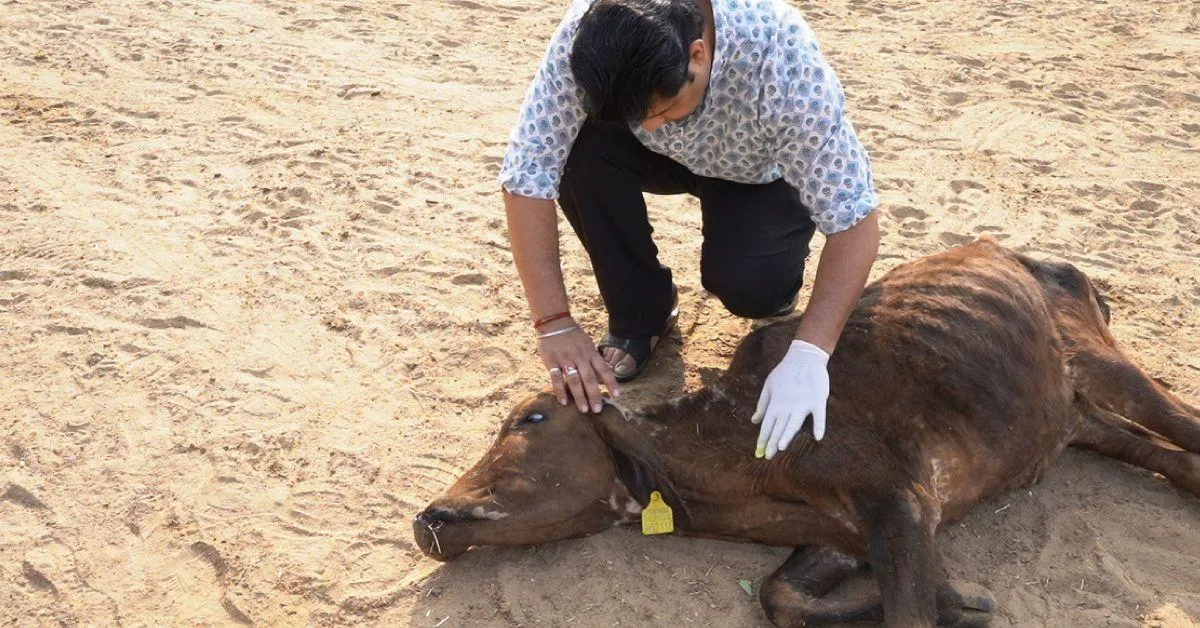 Vighnesh offers holistic care for neglected and injured bulls.