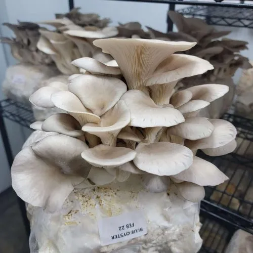 Be patient enough to see successful yield in oyster mushroom farming