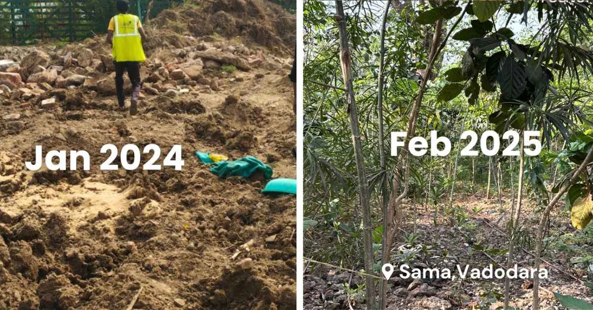 The forests created by CATCH Foundation are turning barren lands across Vadodara into green landscapes 