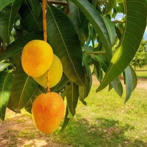 Raspuri mangoes have a juicy pulp and a velvety texture. Picture Source: JioMart