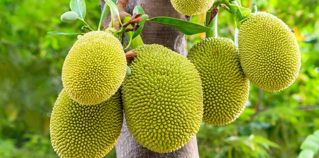 Make sure to place your jackfruit tree in a sunny spot