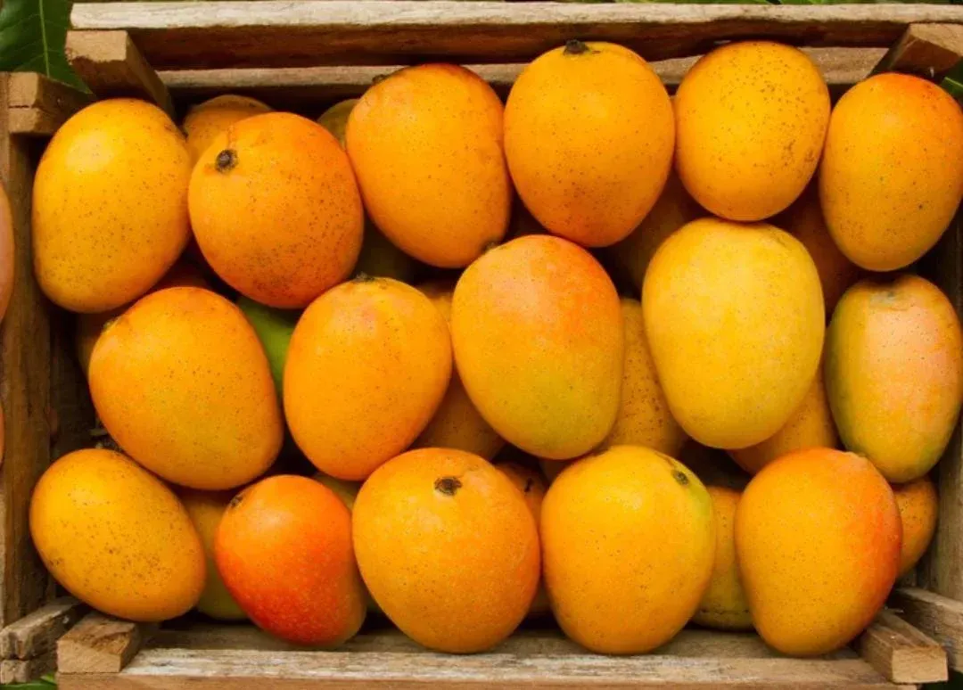 You will receive the mangoes within the same day or the next day of ordering