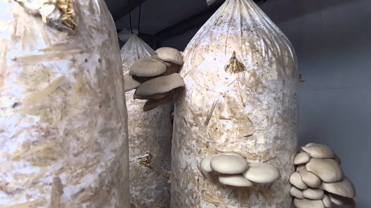 Oyster mushrooms need a stable and controlled environment to grow