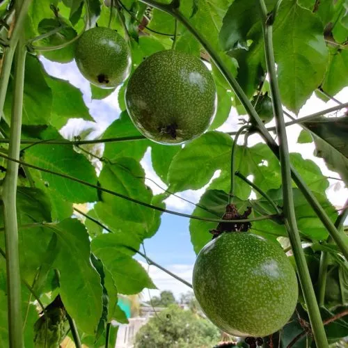 Passion fruit survives in well-drained and fertile soil