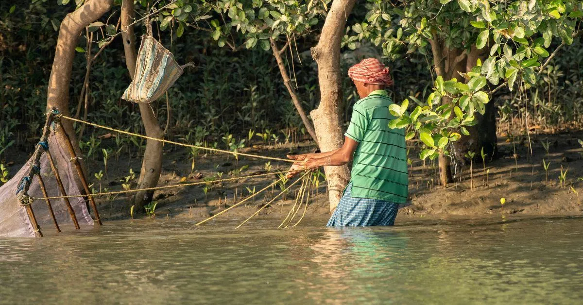 The honey gatherers wade through marshy waters in order to collect honey from the intertidal zones of the Sundarbans 
