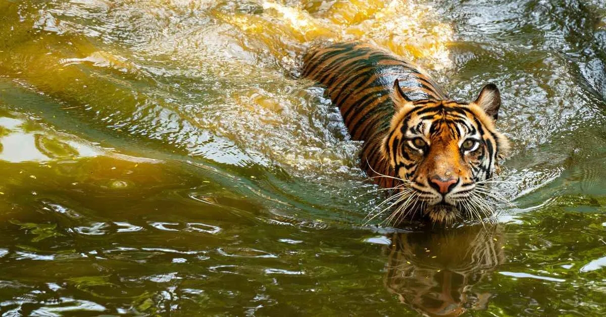 The tigers of the Sundarbans have adapted their bodies to swimming large distances due to the environs of the land 