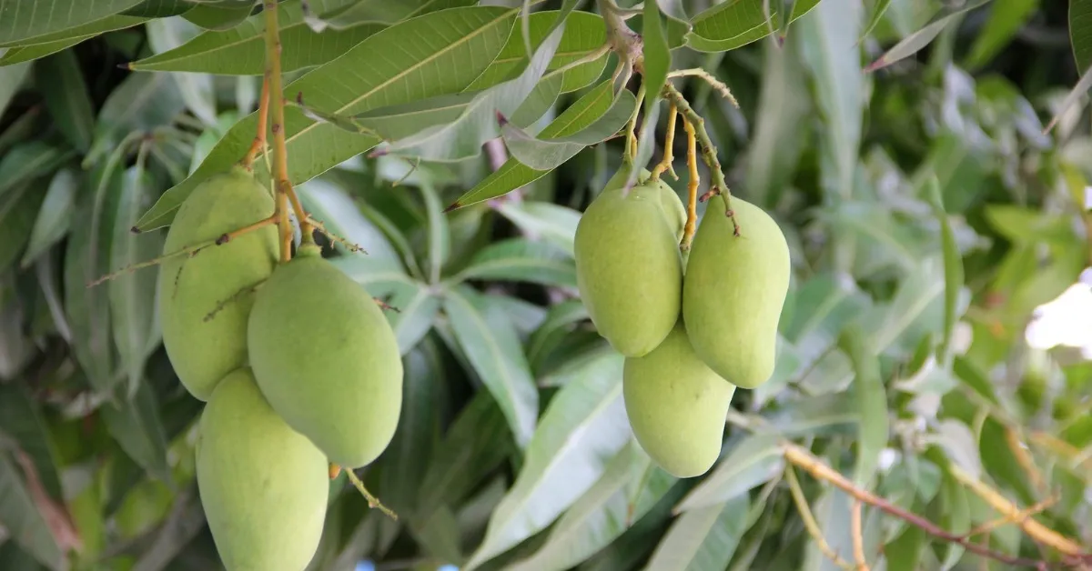 Fertilising your Imam Pasand mango tree guarantees strong growth and a successful yield; Picture source: Kisan Vedika
