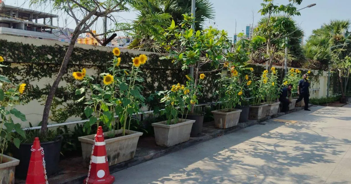 sunflowers at KC High
