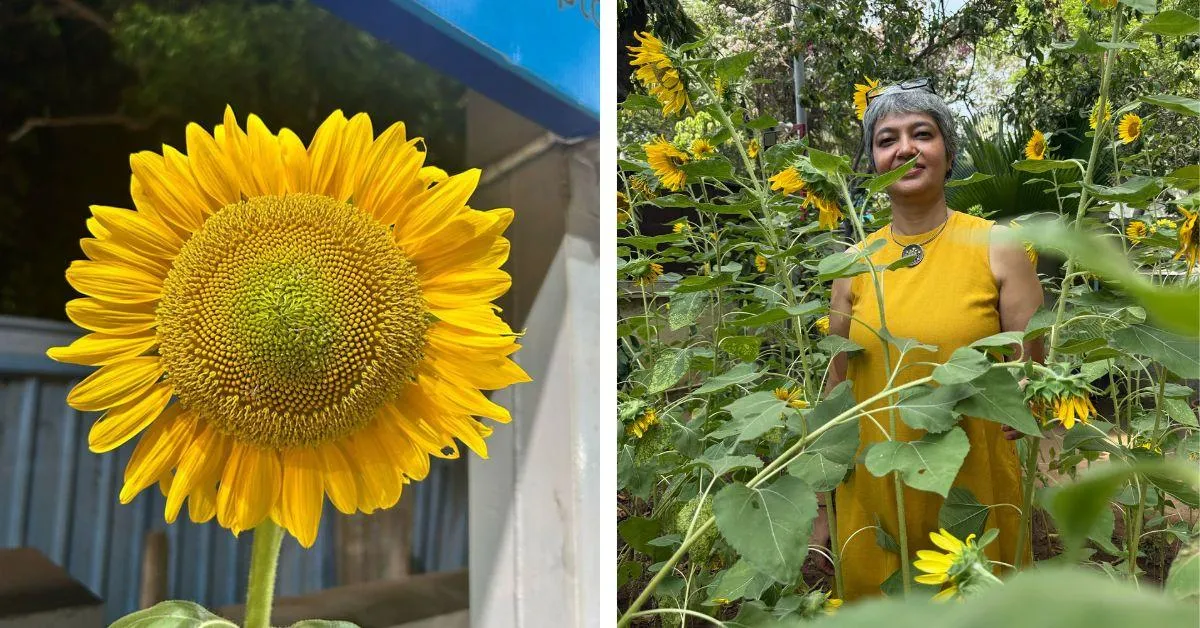 shefalii and her sunflowers