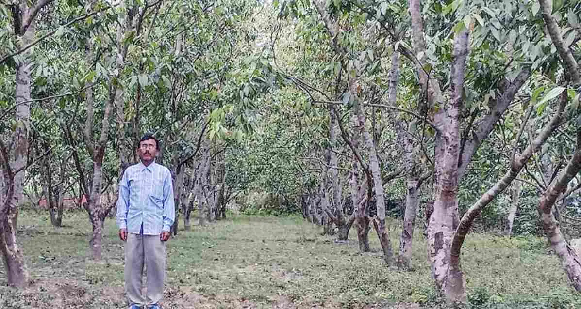 bay leaves cultivation