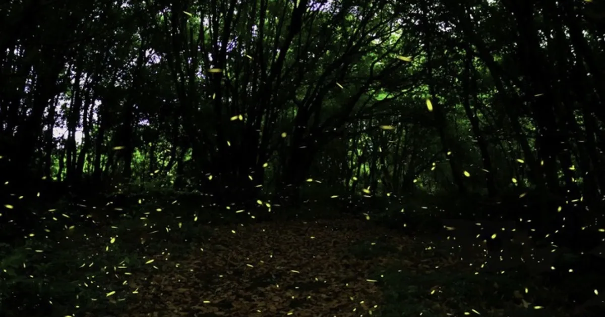 In Purushwadi, kids run through firefly-lit trees, join village games, and learn about rural life.