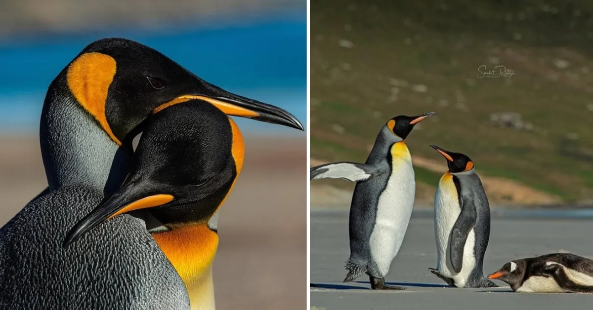 More than 300 species in India are endangered. However, hope persists.