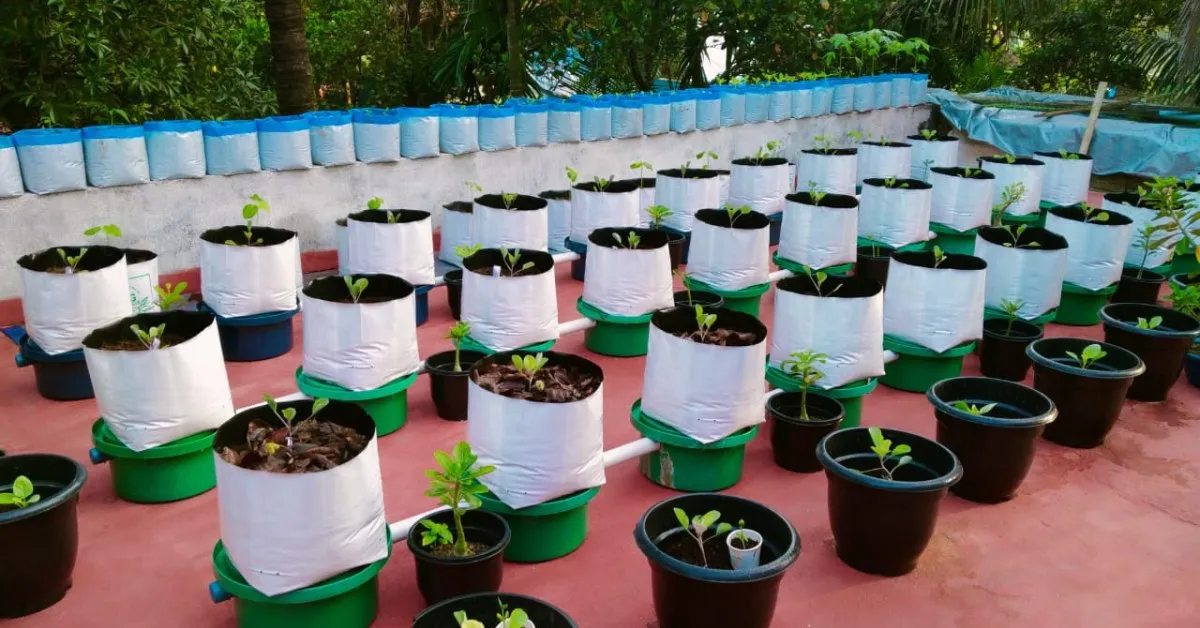 Rooftop farming transforms unused urban rooftops into thriving green spaces for growing vegetables, fruits, and herbs. Picture source: Dananjayan A V