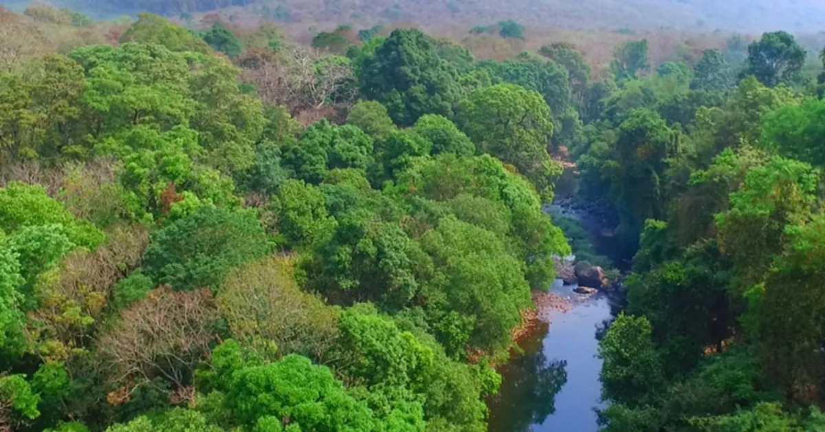 The Silent Valley Movement of the 1970s stopped a dam project in Kerala, protecting one of India’s last tropical rainforests.
