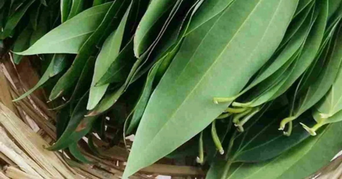 Harmful pests like leaf webbers, chafer beetles, cinnamon butterflies, scale insects, and gall mites can cause serious damage if not managed well.