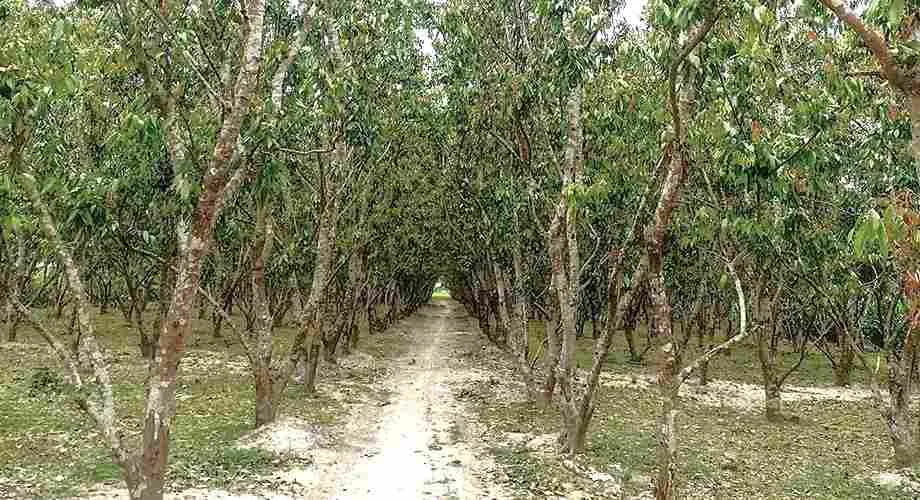 bay leaves cultivation