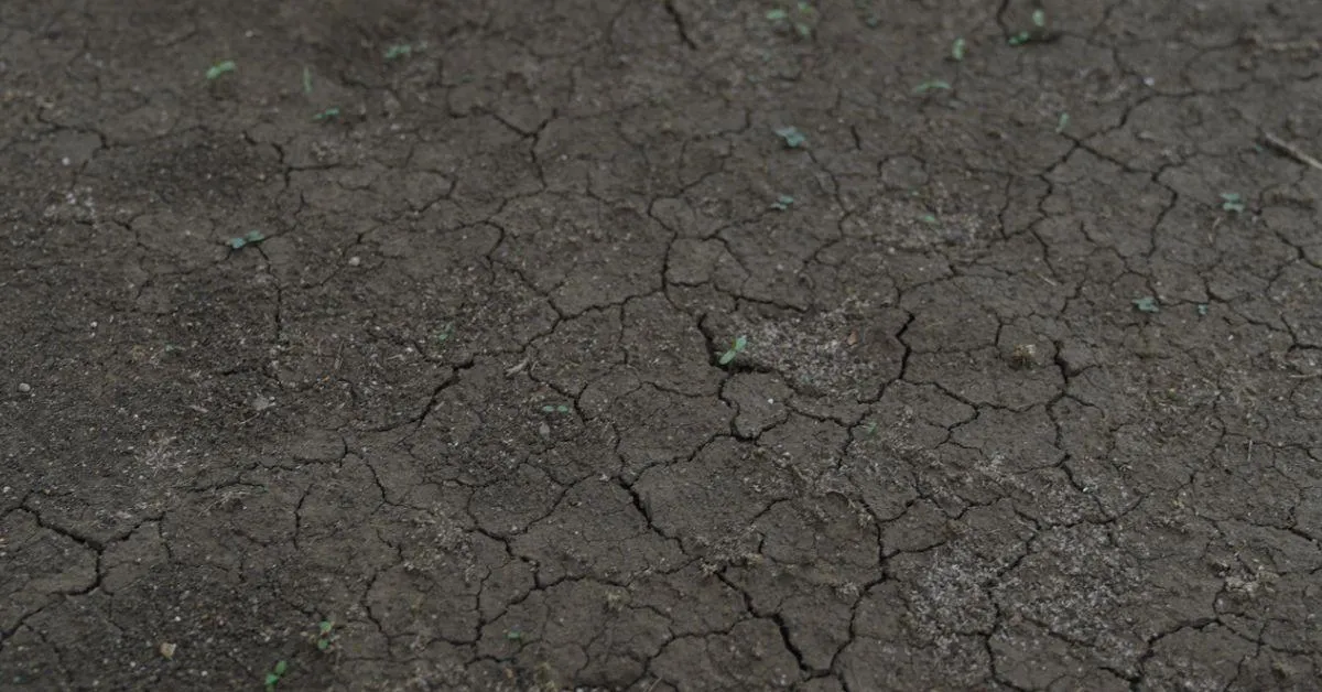 The people’s disappointment is mirrored in the cracked soil, the parched rivers, and the sweltering heat that grips their village, threatening to dry everything in sight