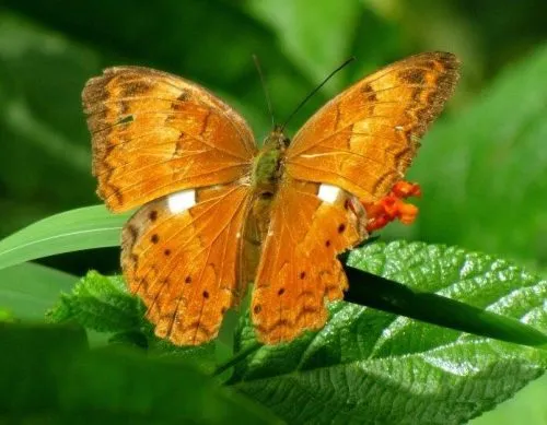 Tamil Nadu declared Tamil Yeoman as its state butterfly to symbolise its rich natural and cultural heritage. 