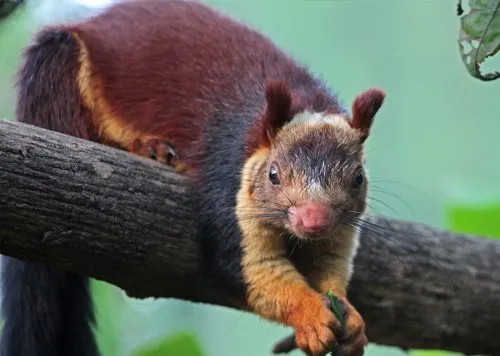 The Indian giant squirrel is one of the largest squirrels, with a head–and–body length of 25–50 cm.