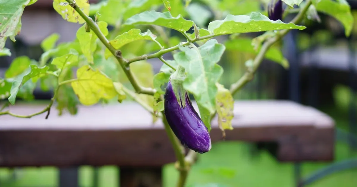 You must pick a compact or dwarf variety of brinjal if you want to grow it at home; Picture source: The Spruce