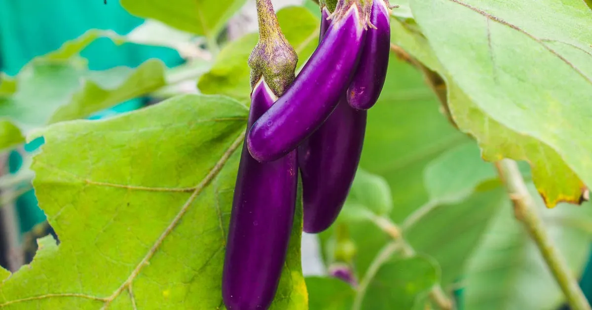 Brinjal plants need at least five to six hours of direct sunlight each day to grow well; Picture source: GardeningSG