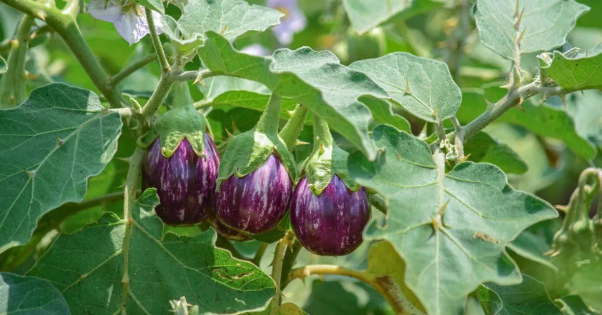 Make sure not to overwater your brinjal plant as it can suffocate the roots and lead to fungal infection; Picture source: Housing