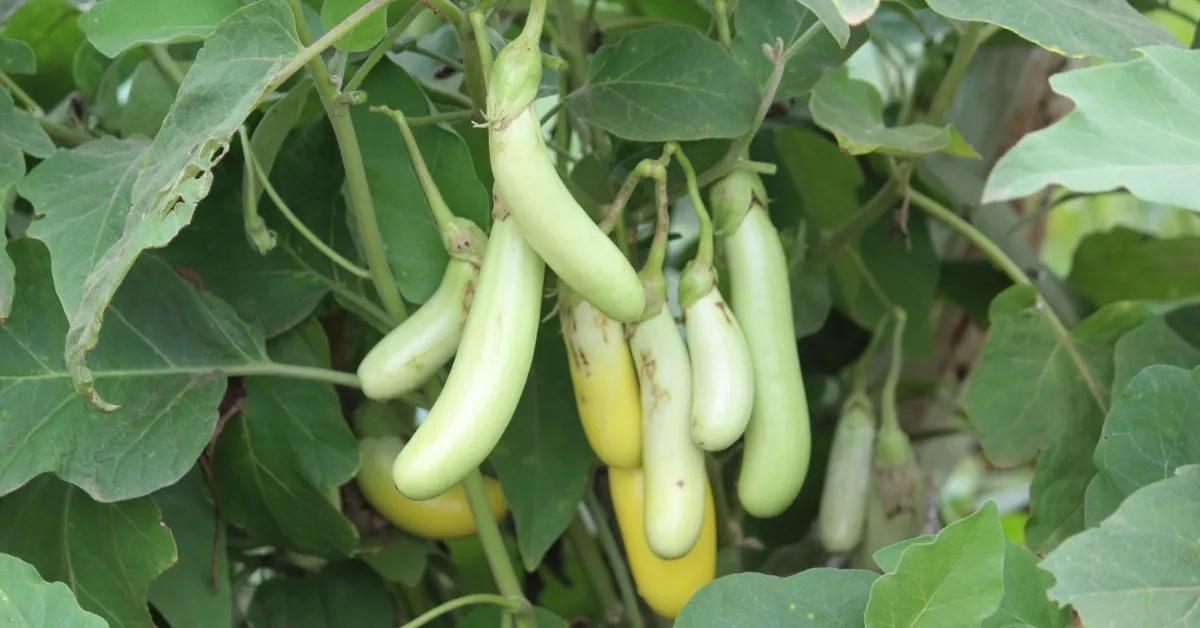 Avoid using chemical fertilisers, especially in containers, as they can damage the soil over time; Picture source: Sahaja Seeds