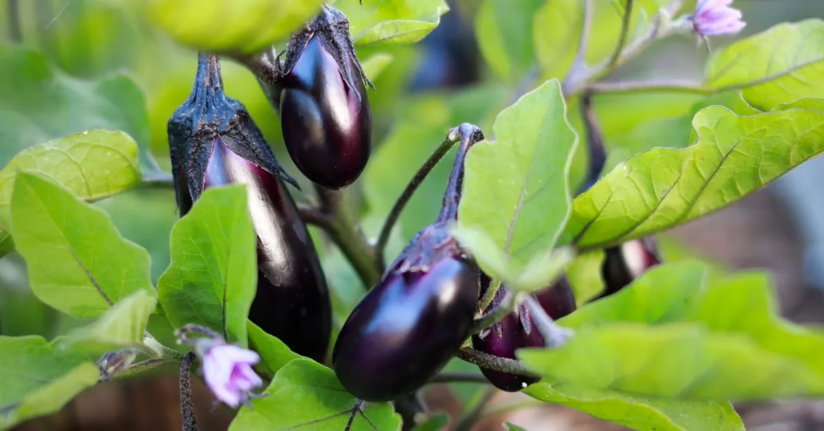 Your brinjal plant will start producing fruit around 60 to 80 days after transplanting. Picture source: Kisan Vedika