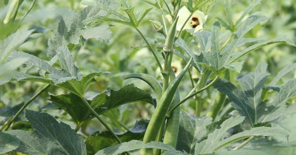 Ladyfinger grows well in warmth and needs at least six to eight hours of direct sunlight; Picture source: Agri Planting