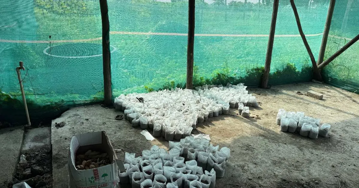 The seeds are sorted, dried, and planted in raised soil beds just before the monsoon sets in
