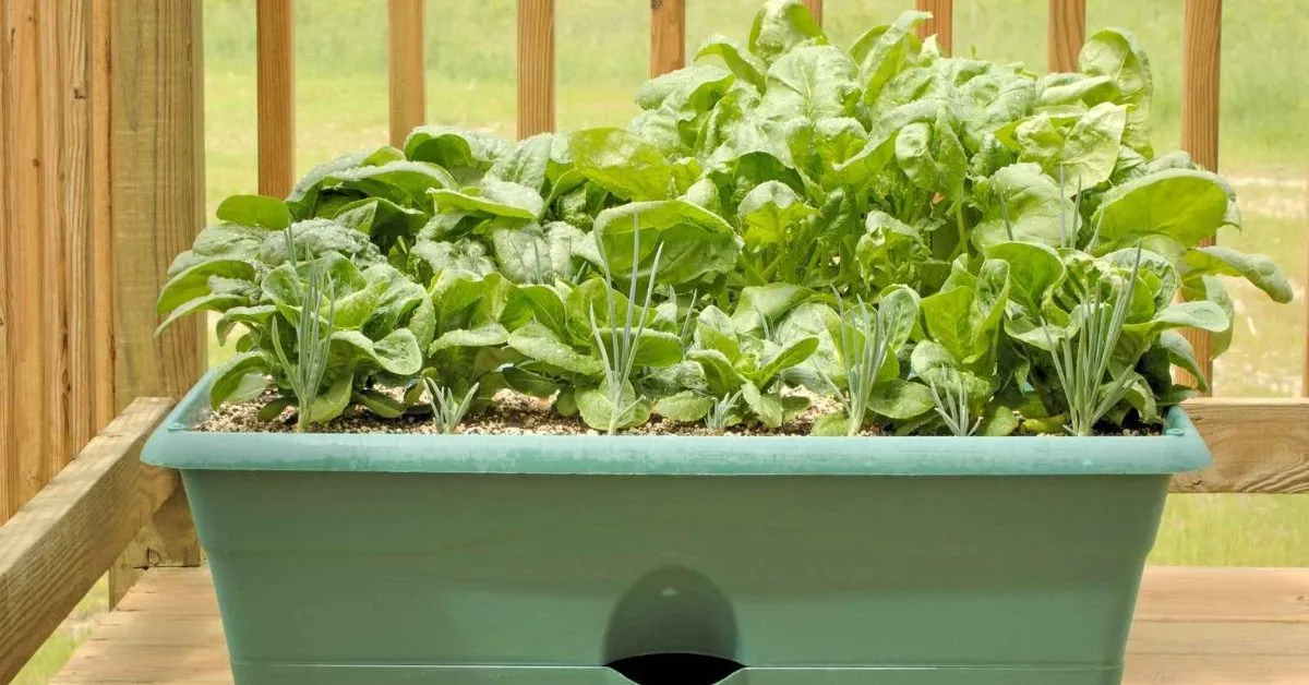 Spinach loves cool weather and prefers partial shade during the hot afternoons of the monsoon; Picture source: Gardening Know How