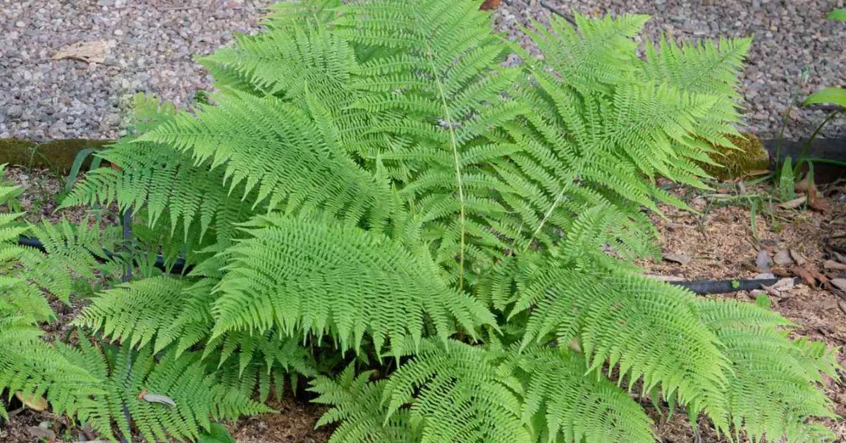 Ferns bring a soft and natural aesthetic to shaded gardens or indoor spaces, Picture source: The Spruce 